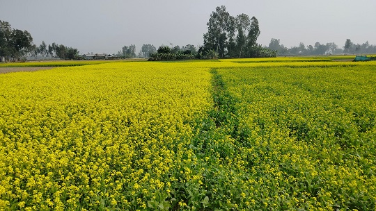 image-here